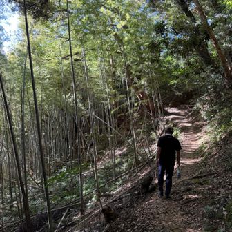 竹林