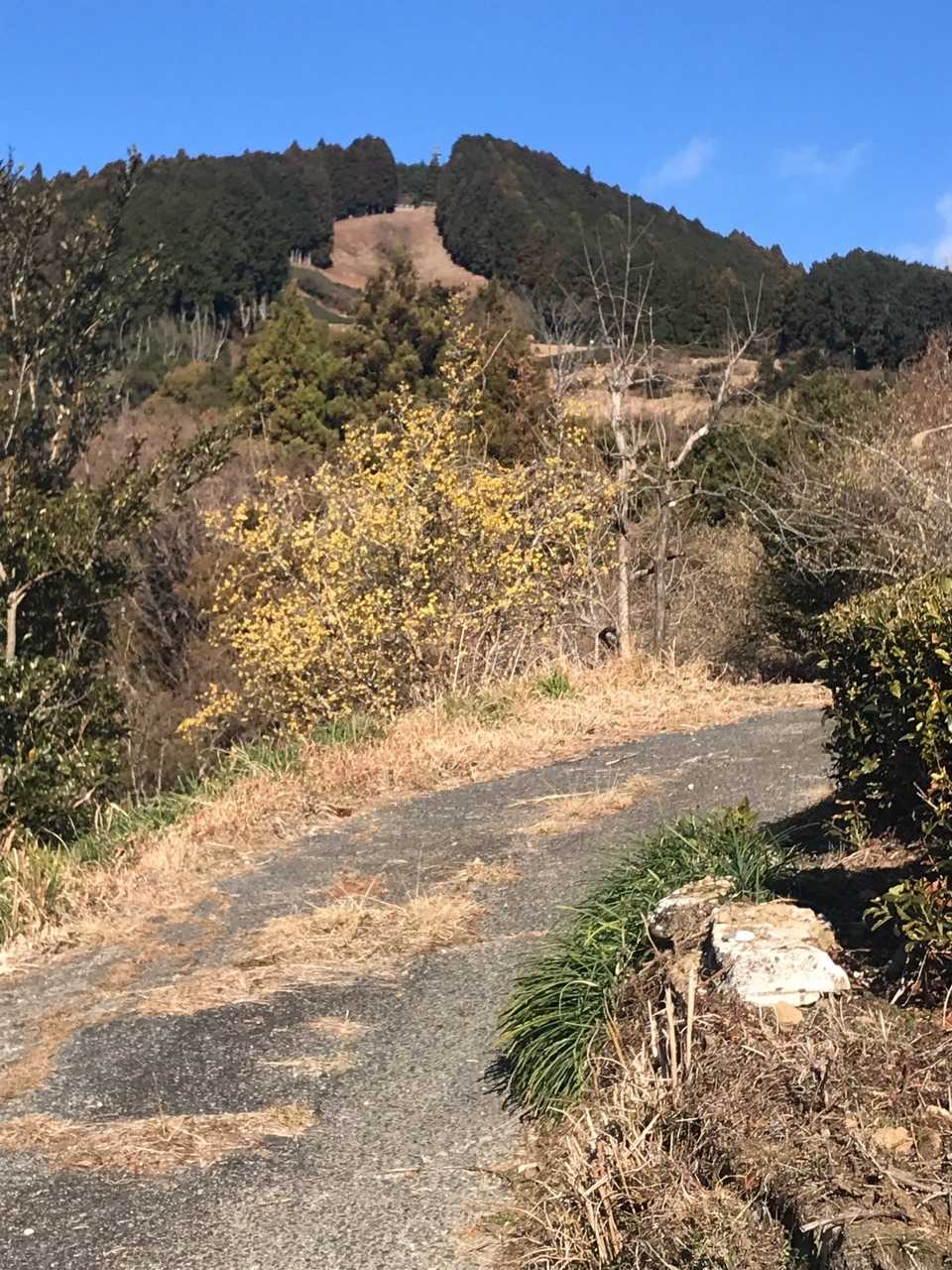 茶畑の中の簡易舗農道がハイキングコースです❗️
刈り払いされた樹間地が杉尾山展望台