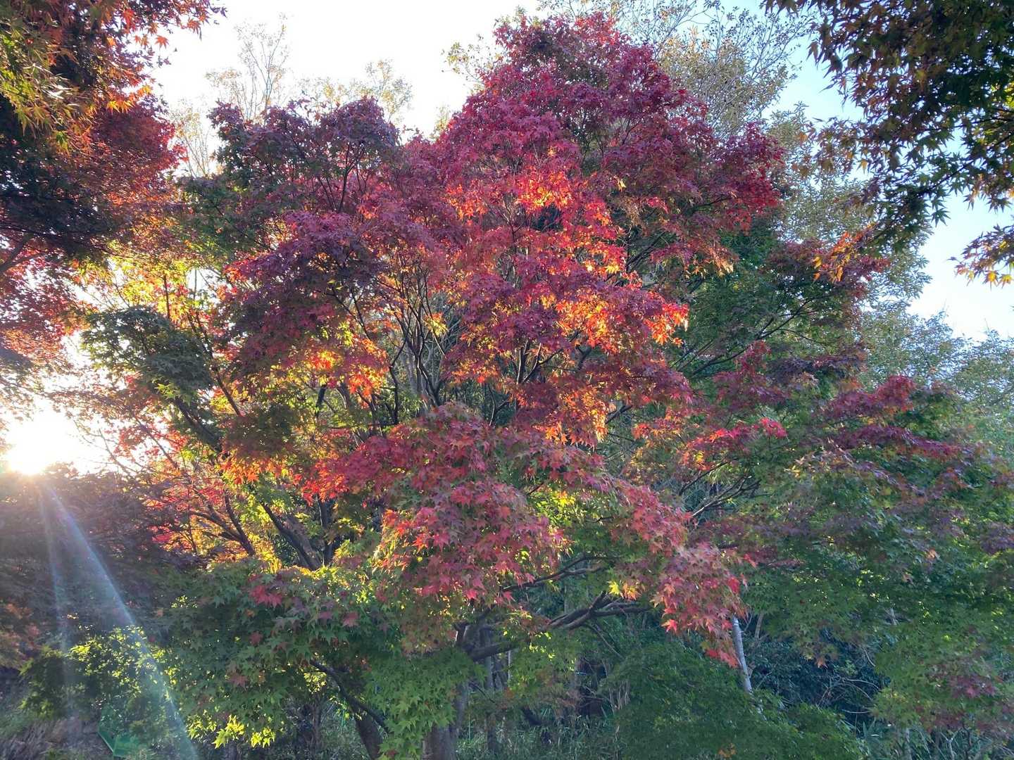 紅葉も綺麗に🍁