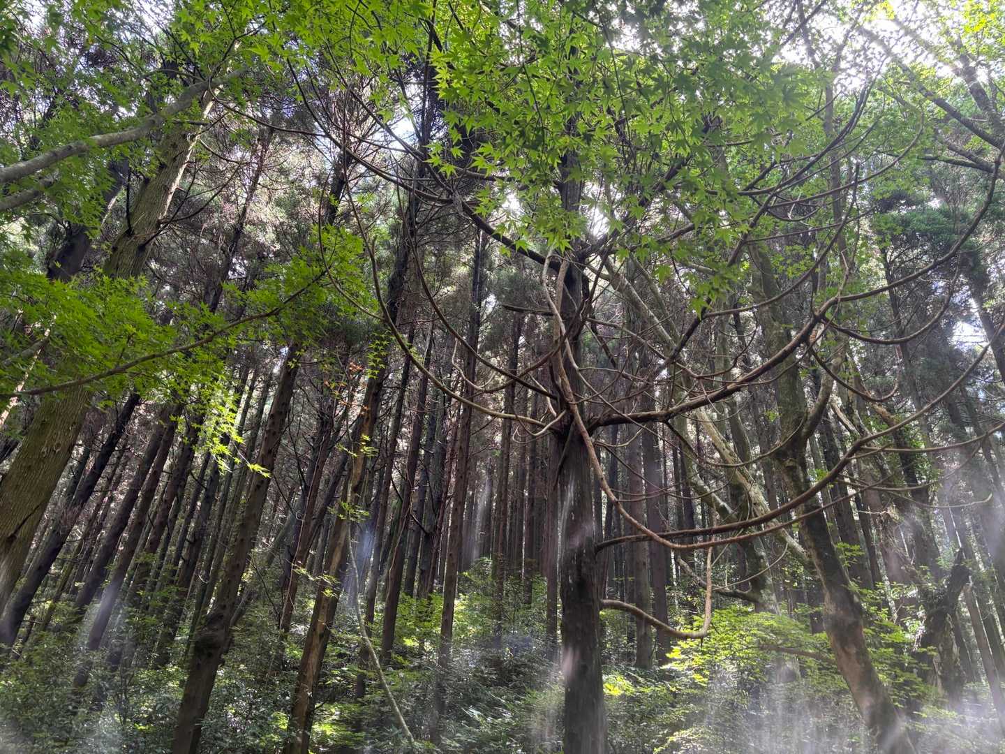 雷山観音前バス停-上宮-雷山 往復コースの写真