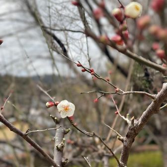 梅咲いてました^_^