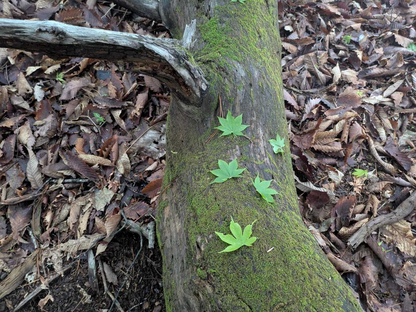 苔生す木✨️