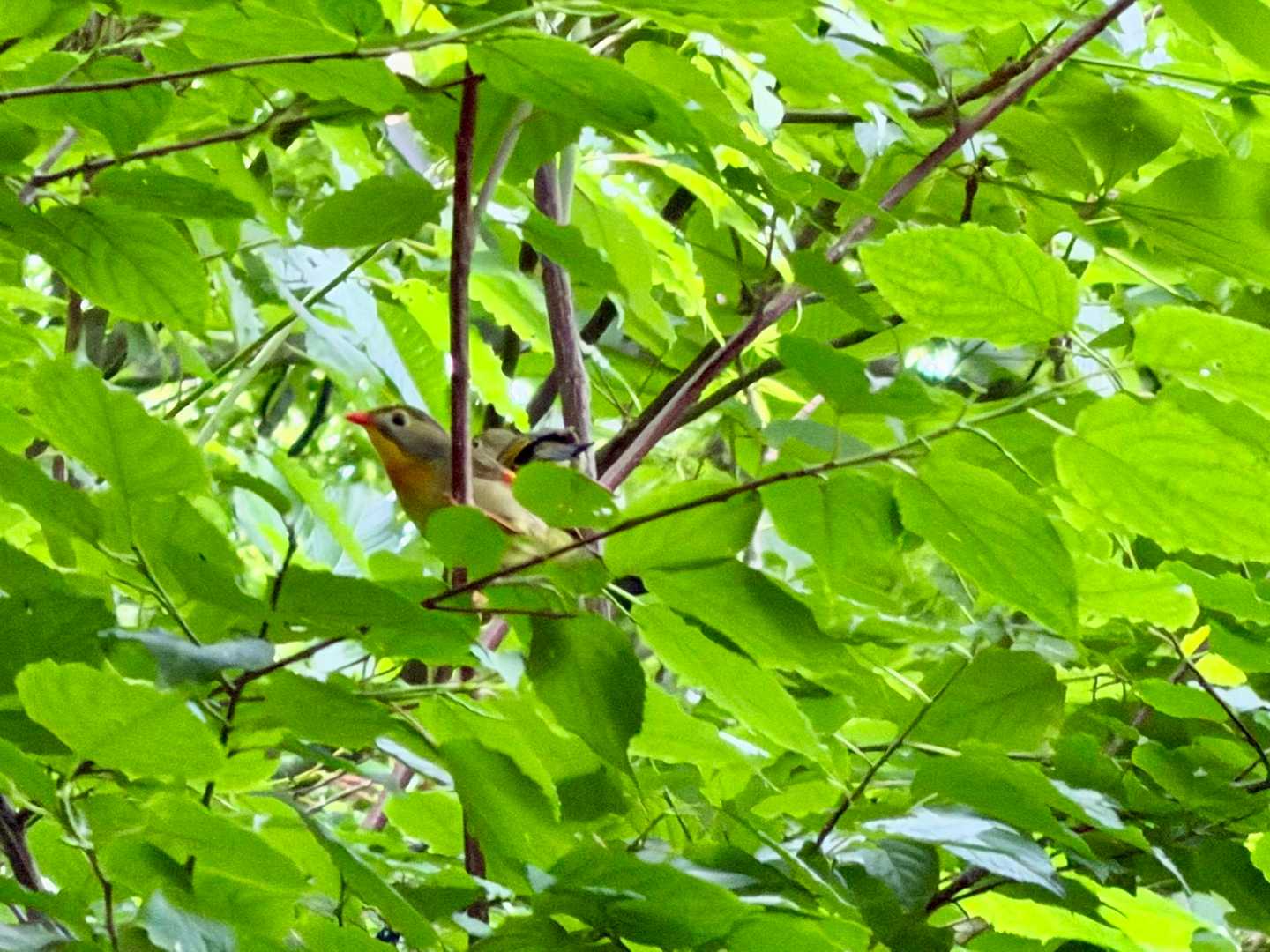 下山中、ソウシチョウ(相思鳥)に遭遇。2羽いる。