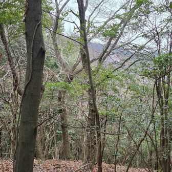 北西方面の西場富士のソーラーパネルがちらっと見える。