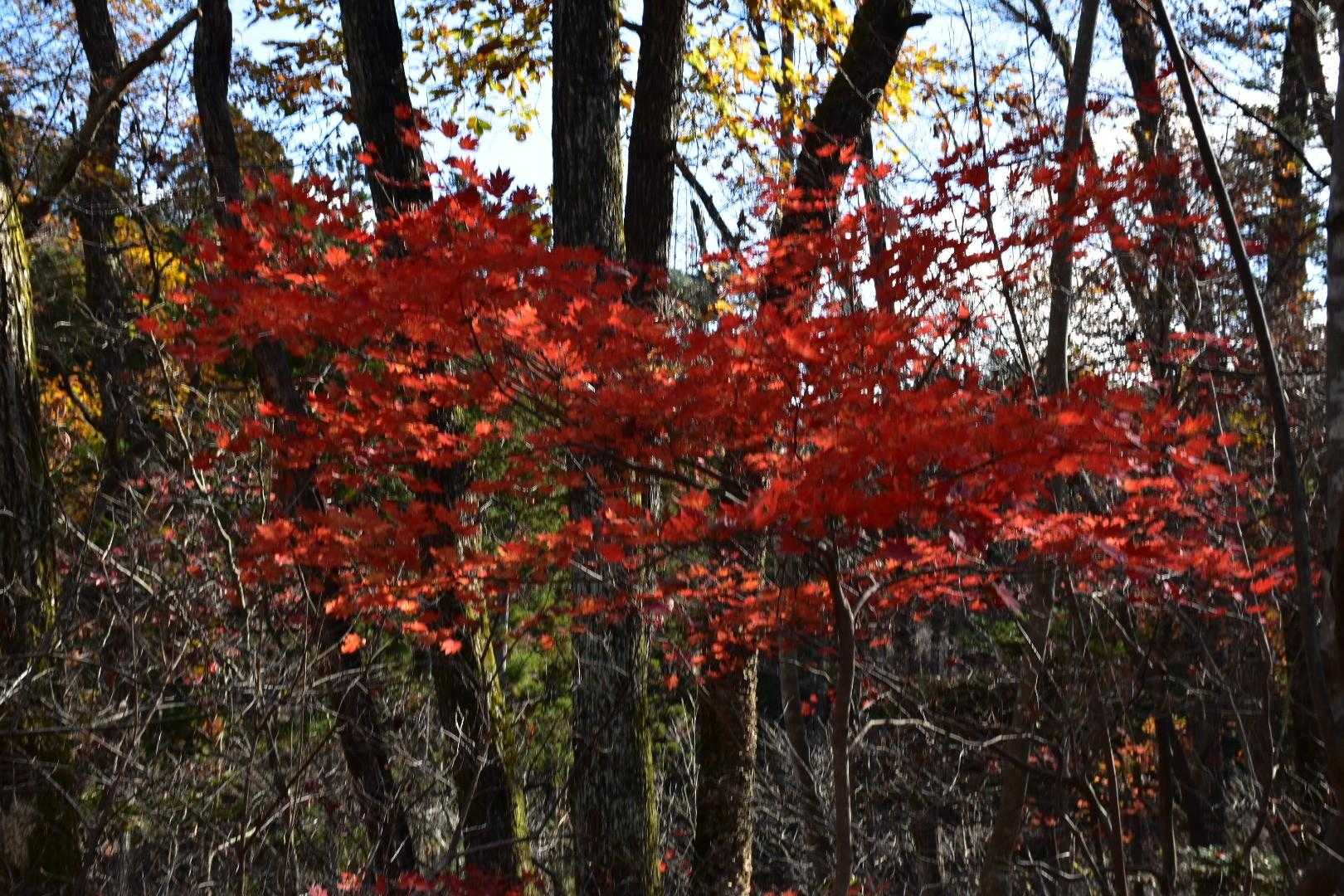 紅葉🍁
