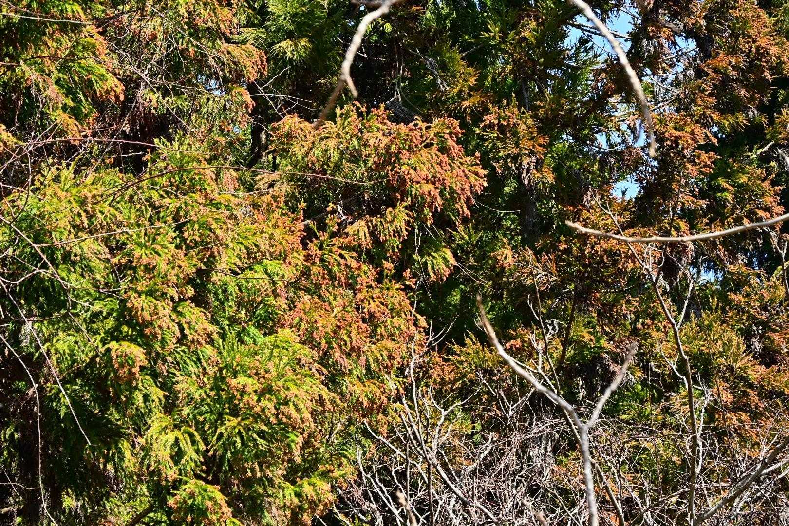 花粉症の私はマスクをして登山
くしゃみ連発🤧
こんな思いしても登りたい😅