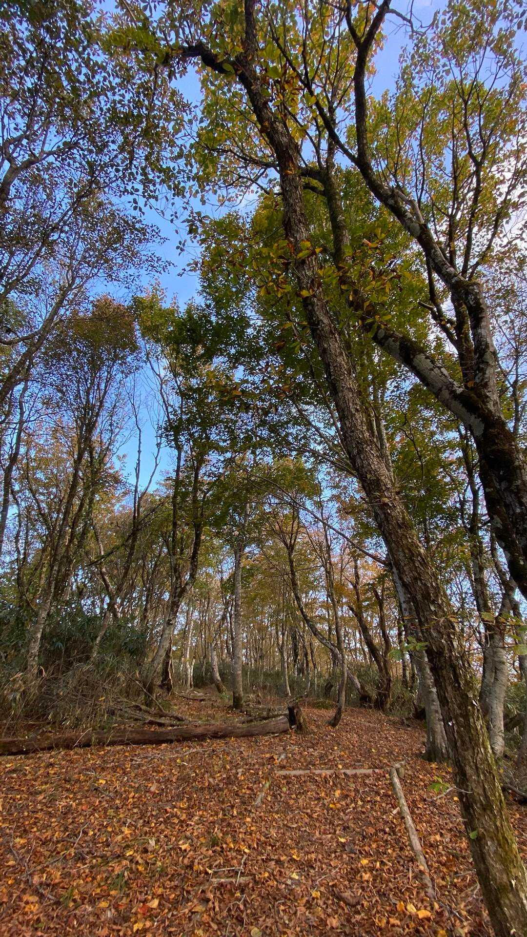紅葉のブナ林　
癒されます