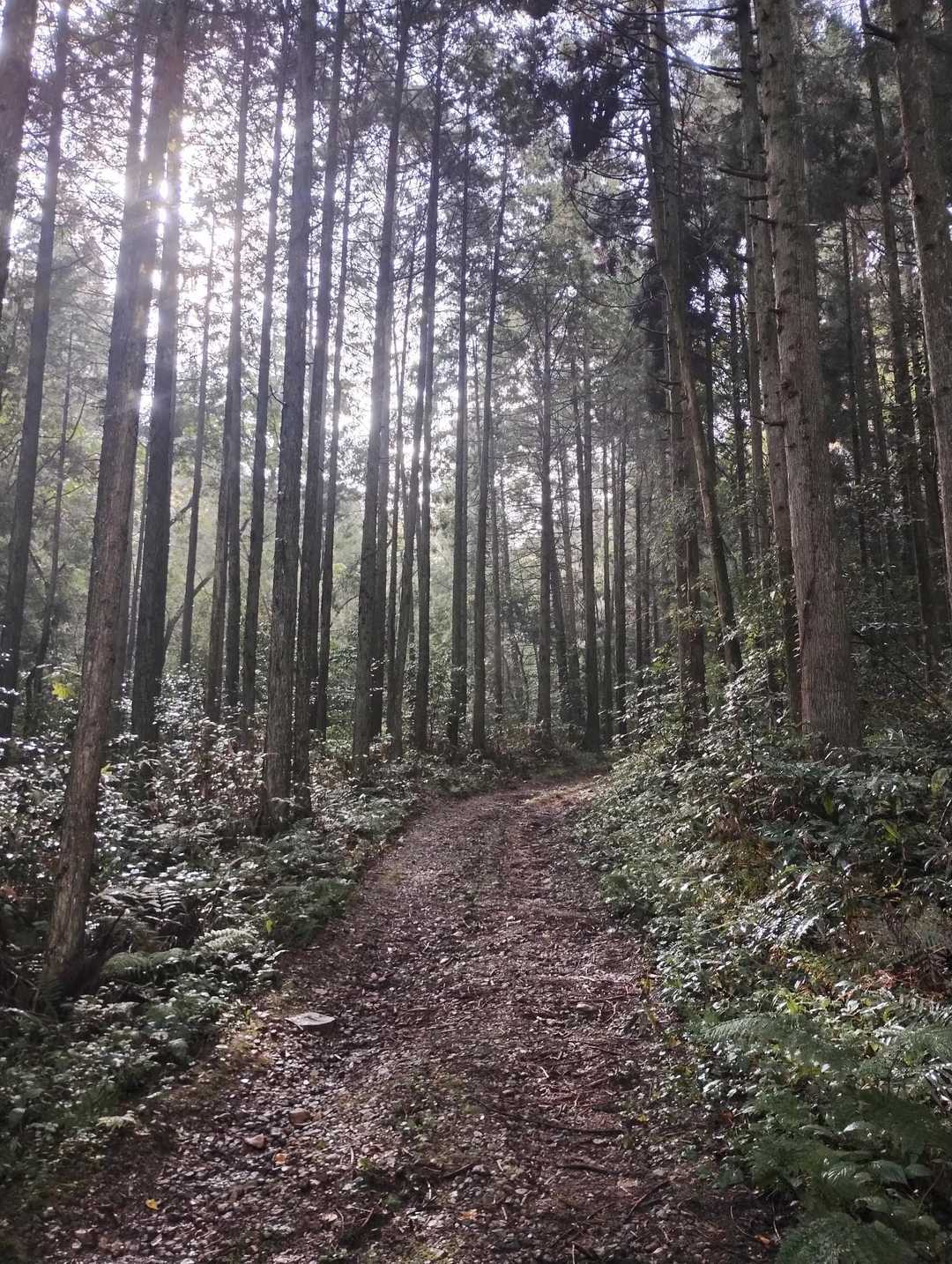車で登山口まで行けたかも