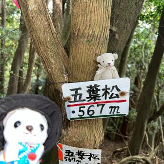 地獄の急登にヒーヒー言いながらも三座目の五葉松に到着！