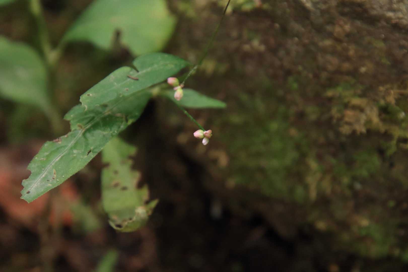 可愛らしい花💐を見つけたけど名前がわからない🥹