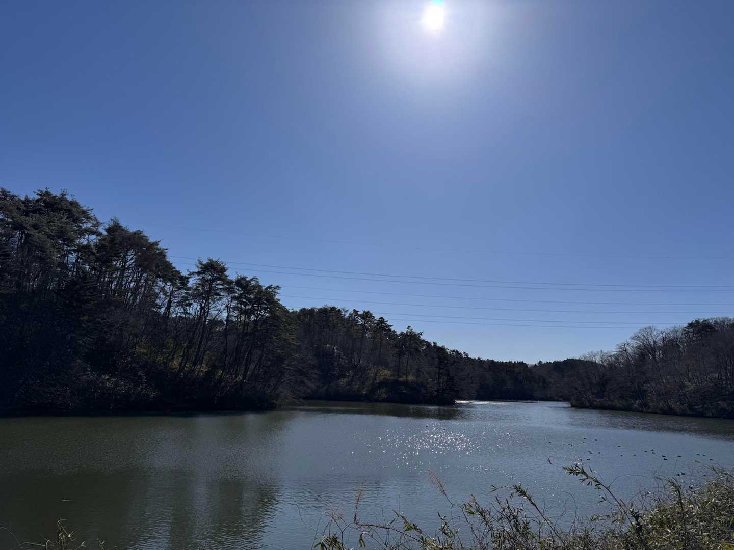 いつもの水の森