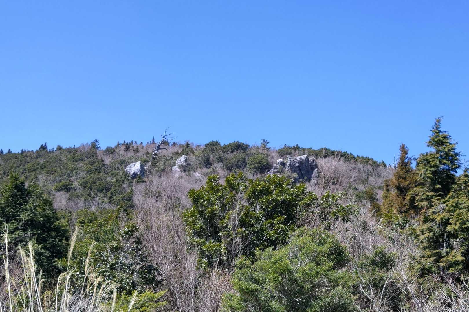 岩と白骨化した松？