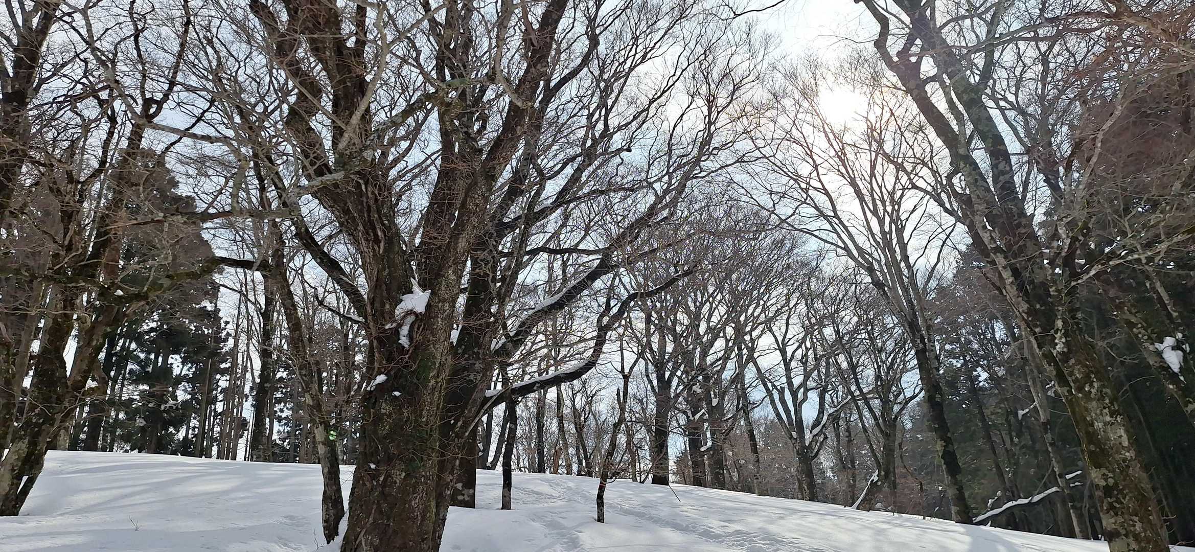 ブナの木を楽しむのも良し✨