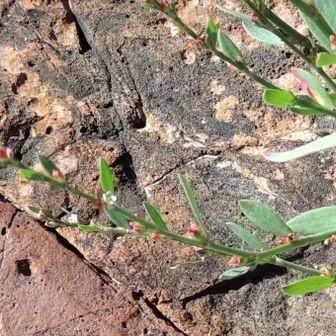 🔍️アキノミチヤナギ 
  別名 ハマミチヤナギ