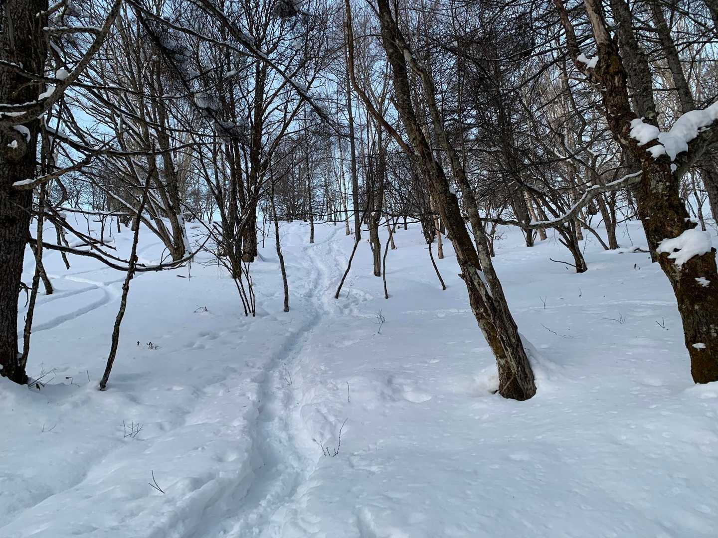 雪が降っていないようで、トレースは、クッキリ👍