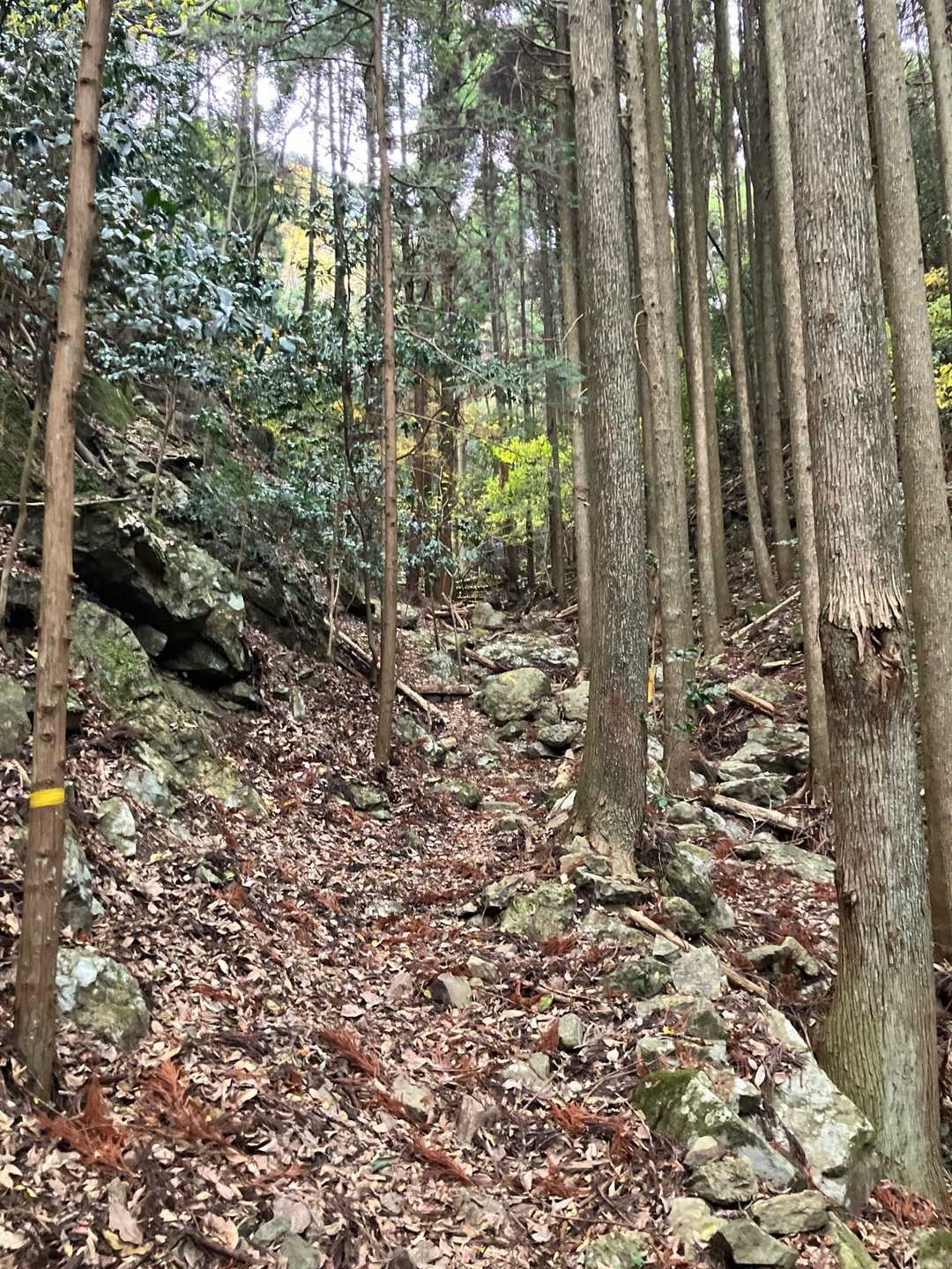 鳥屋山 往復コースの写真