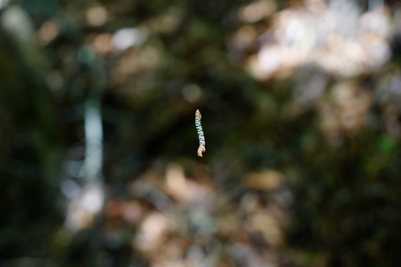 この日は糸でぶら下がった芋虫が多かったです。
鳥達がパン食い競争みたいに頑張る姿を想像します。