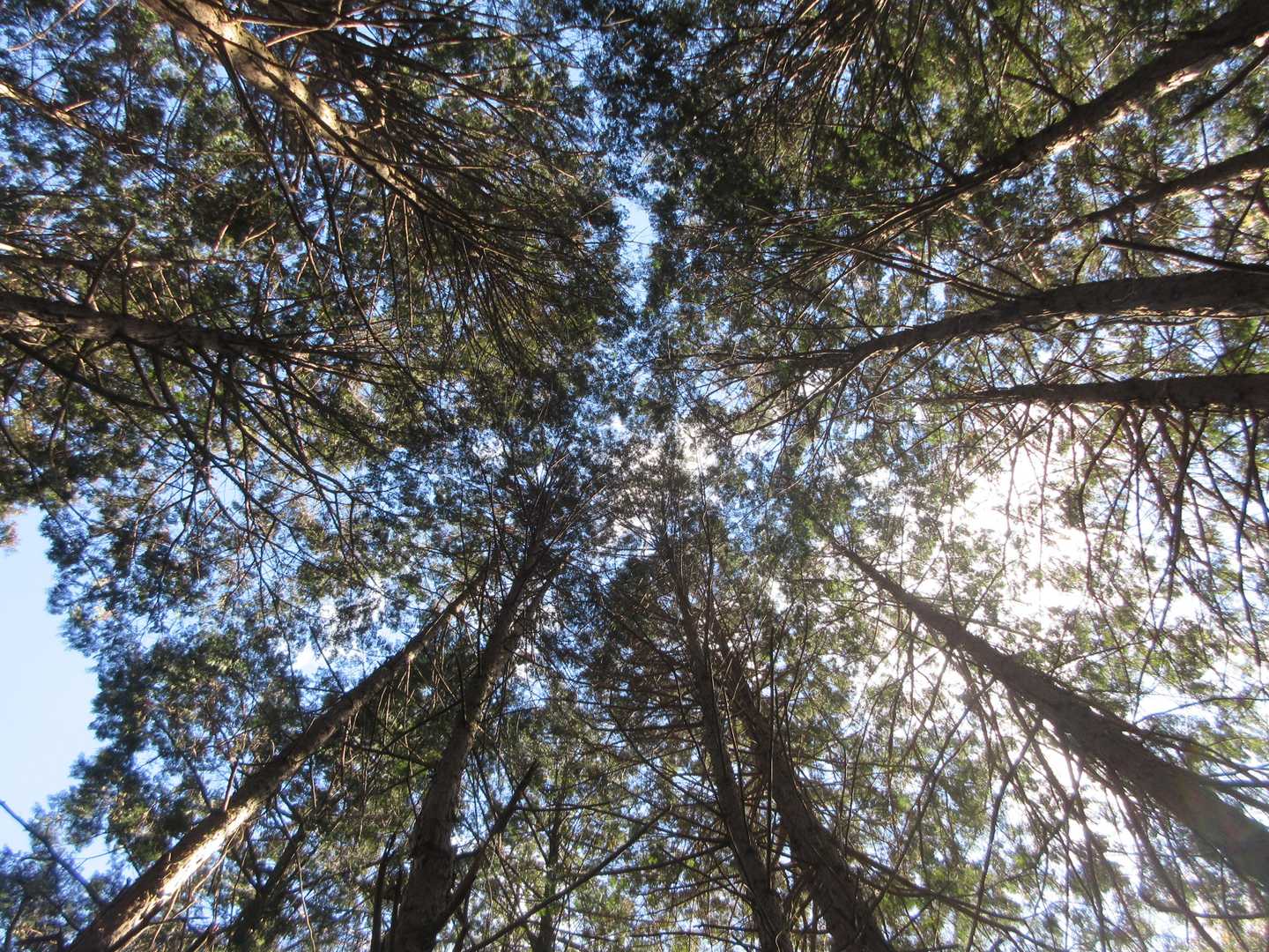 🌲🌲🌲