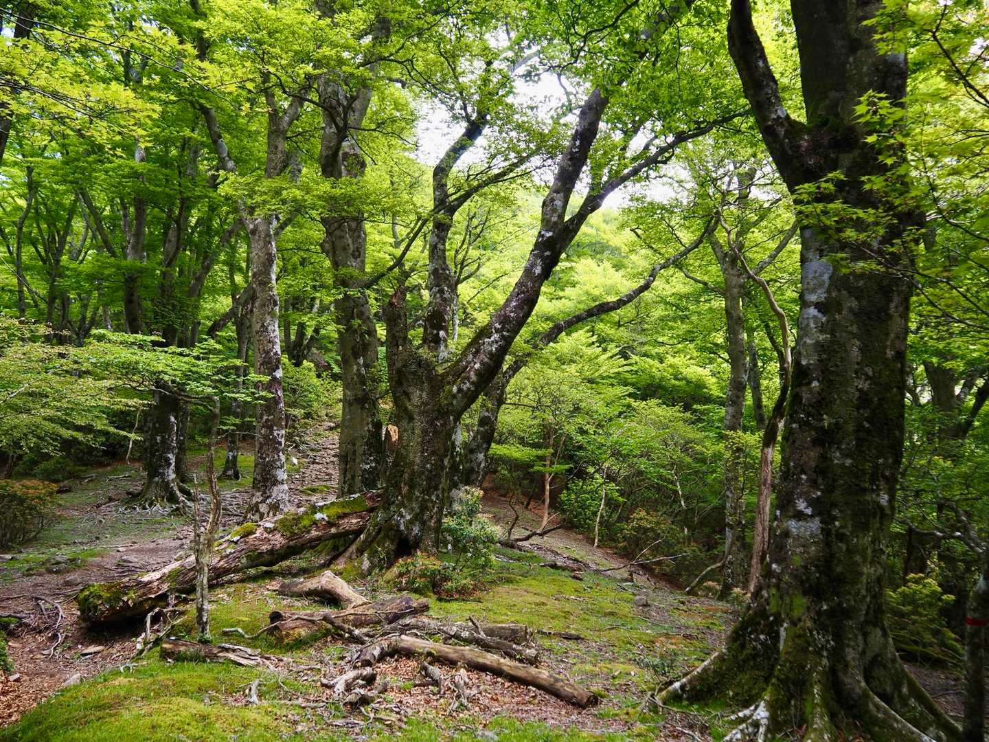天城縦走登山口-万二郎岳-石楠立-万三郎岳-片瀬峠-小岳- 縦走コースの写真