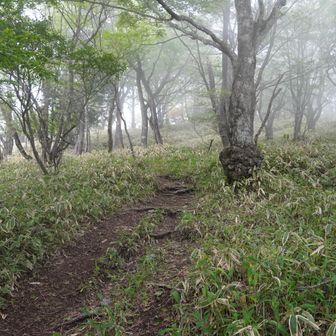 分岐から小地蔵岳までもなだらかだ。

ヤマップの軌跡を見ると小地蔵岳北側から道なき道を直登するように登っている人もいるようだが、環境保全的意味合いからもわざわざ苦労してまでそうする理由はないように思う。