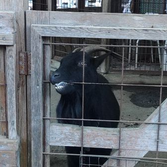 夕焼け小焼けの黒ヤギさん。