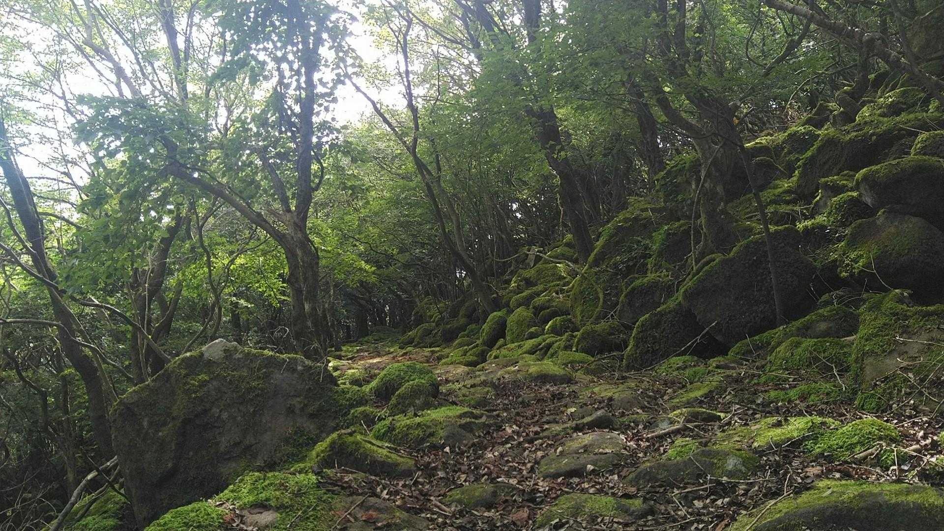 帰り道は苔と岩の道