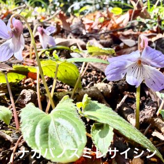 高尾で観察した植物

ナガバノスミレサイシン(長葉の菫細辛)
             スミレ科スミレ属