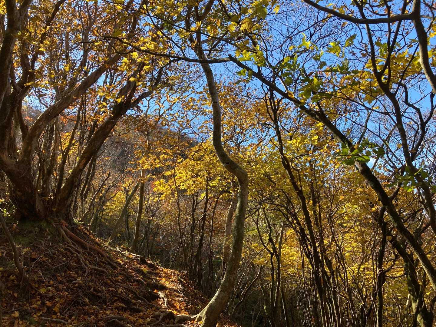 美し過ぎる光景