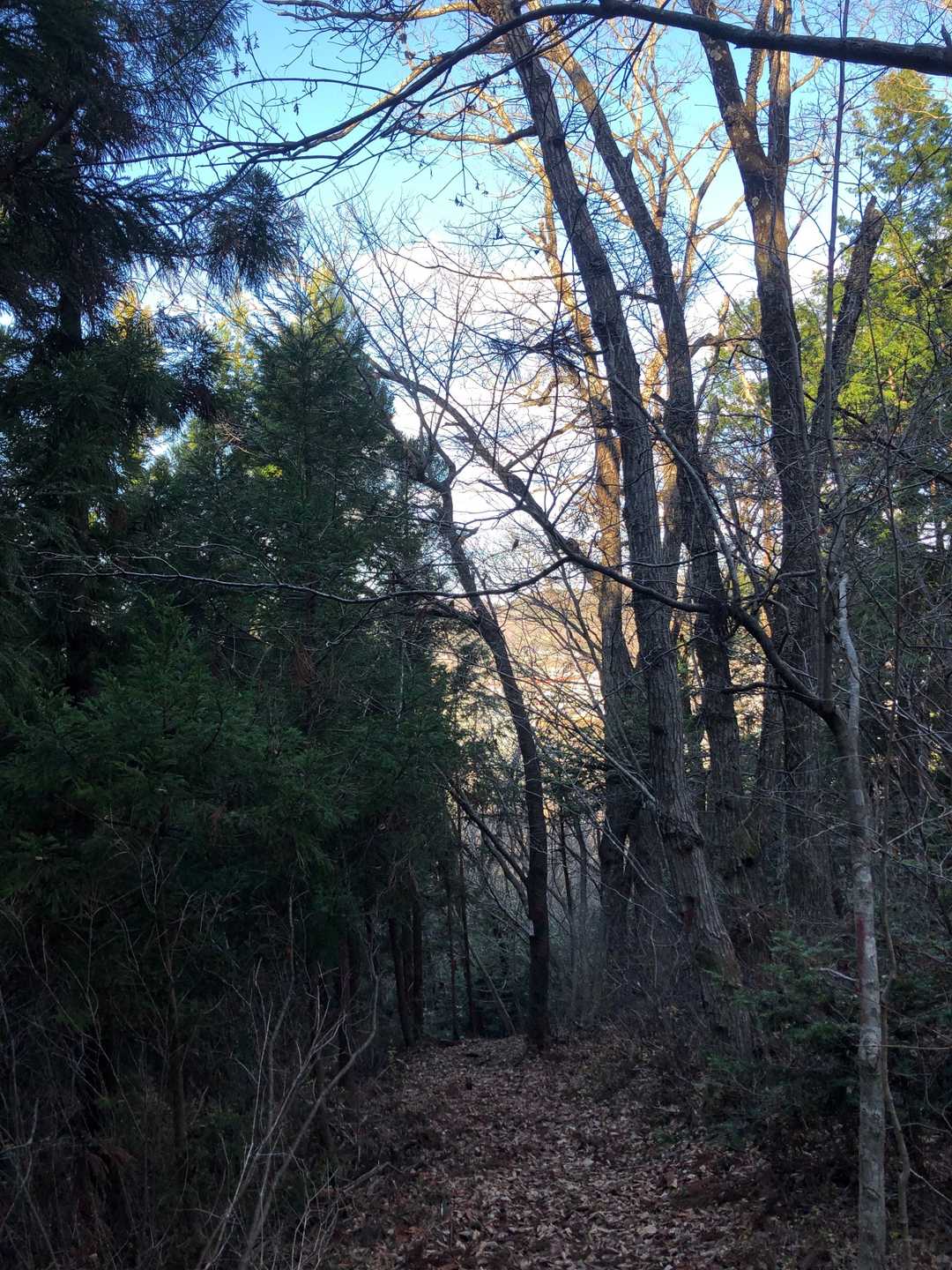 ブナと杉の間が山岸コース