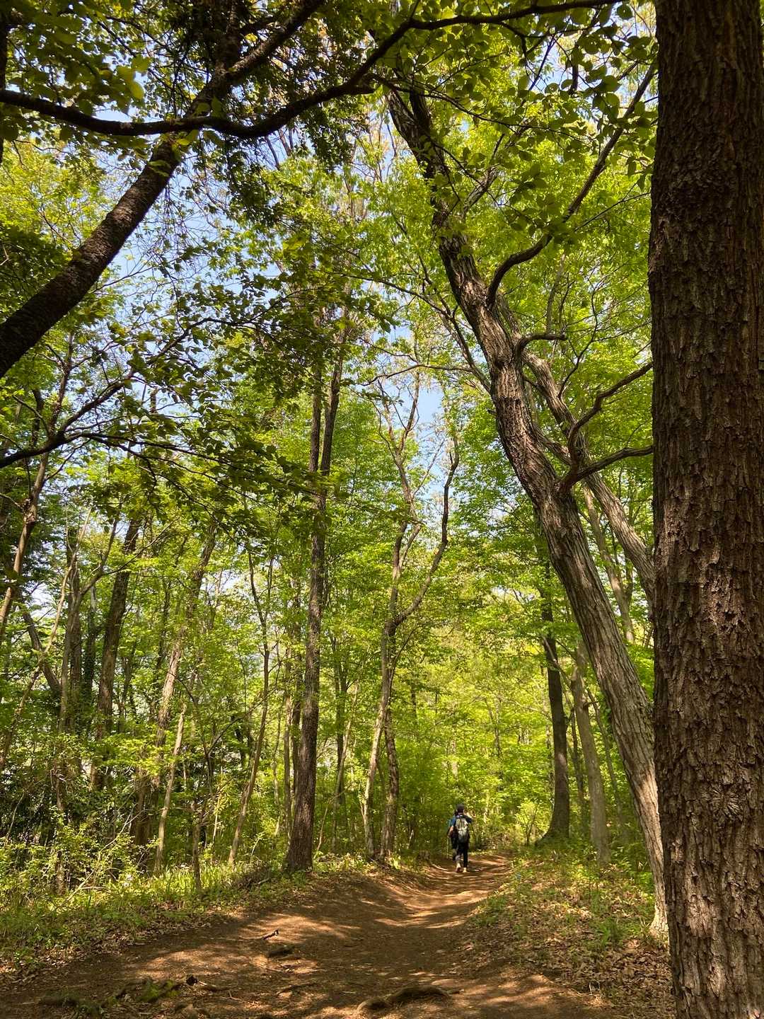 弘法山公園入口登山口-権現山-弘法山-善波峠-吾妻山-弘法 縦走コースの写真