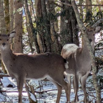 鹿さんいた
