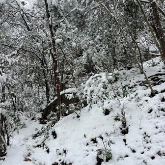 すっかり雪景色だ😁