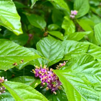 スターチスを買ったら翌日にこんな感じの黄色いのが花から出現してビックリした記憶が蘇りました😳花とは不思議なものです💐