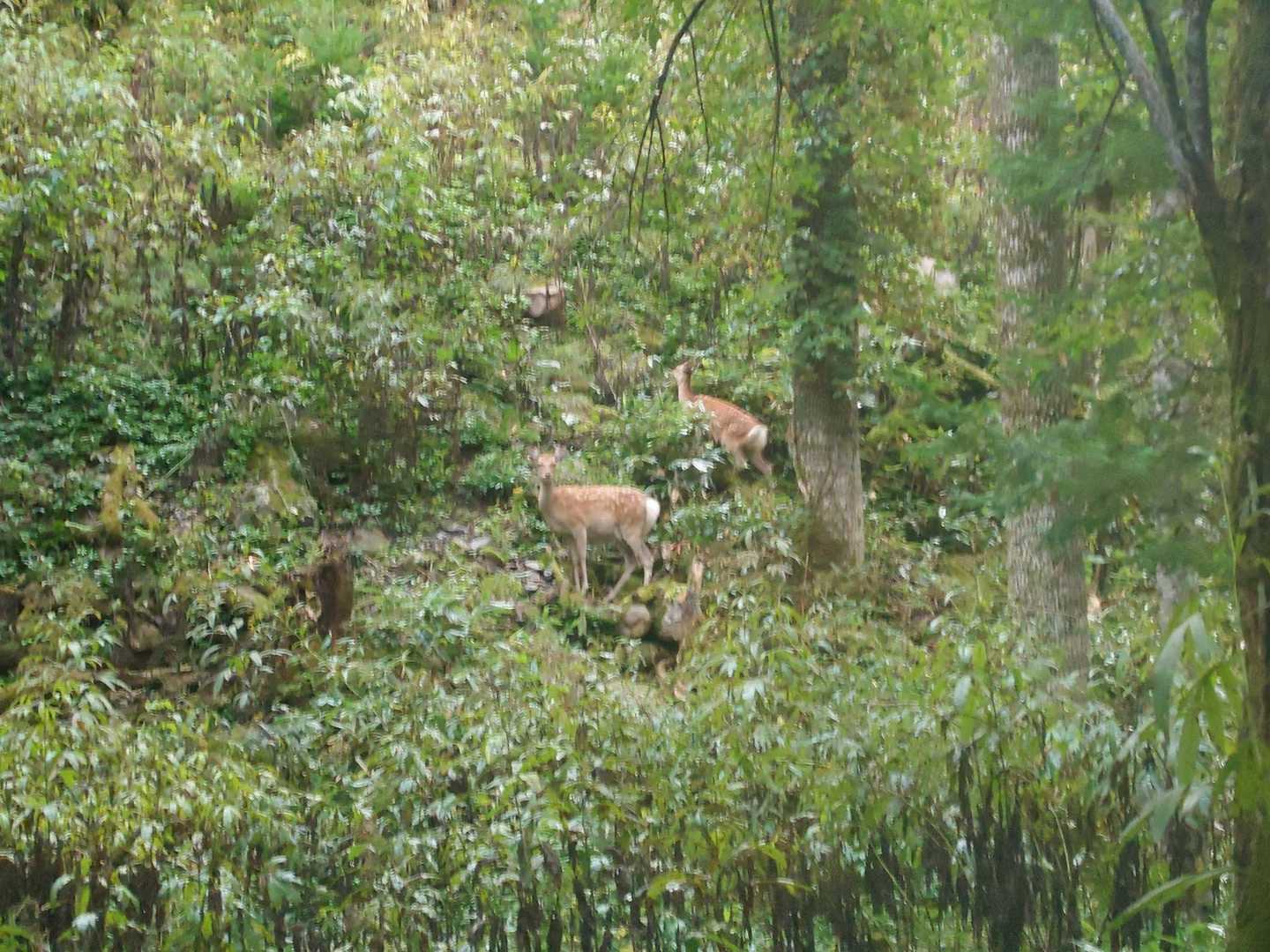 今日は、色んなところから見られます🦌