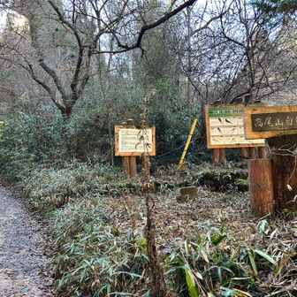 高尾山 いろはの森へ。このコースは初めてです。わくわく😆