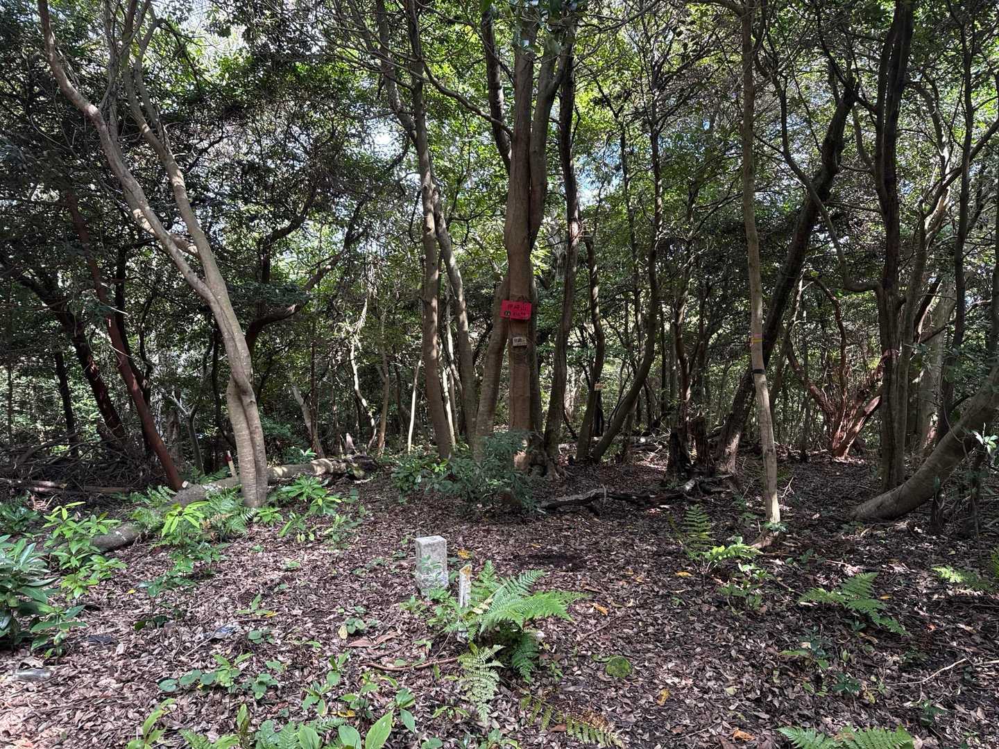 堀切港バス停-伊崎山 往復コースの写真