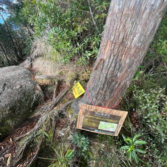 神山展望所
この先から本格的なアスレチック始まります♪
