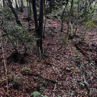 ここはマシ もっと変なところあった