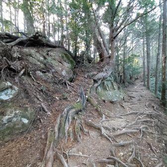 熊野古道の雰囲気出てますね