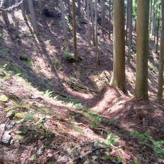 雨降ったら川になりそうな登山道