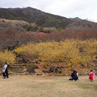筑波山第１駐車場の上にある梅園へ。蝋梅が満開でした🌼