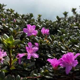 季節外れ？のミヤマキリシマ🌸
梅雨のシーズンが見頃にも関わらずボクたちを待っててくれたんだね🥹
思わぬ収獲✌️
