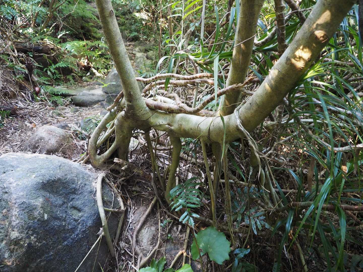 たくさん足生えてます