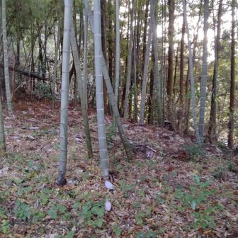 お堂を過ぎ、赤テープのある踏み跡を下ると、お墓、廃小屋のある広場に出た。
お墓の方に道がありそうなのだが、藪いてい反対側から降りた。