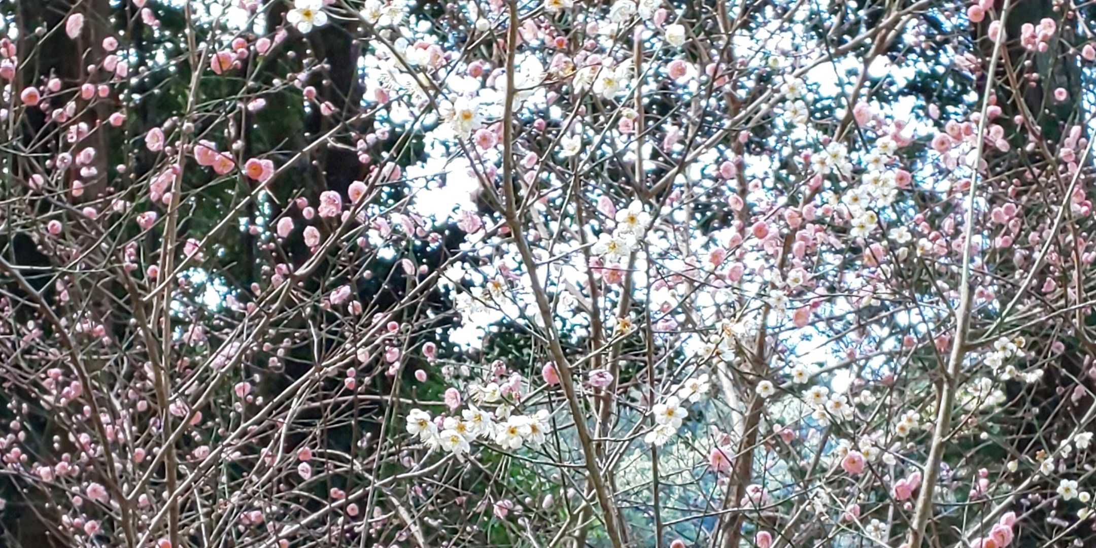満開の白梅と紅梅

急坂ですが花達が応援してくれます😄