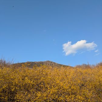 観梅広場にて🌸
筑波山山頂＆蝋梅💛
ぴょーんと動物が飛んでるみたいな雲