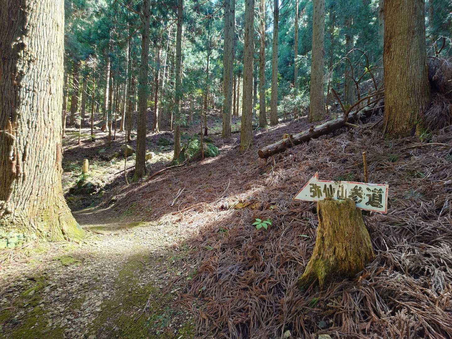 弥仙山参道🙏
やっぱり、神が座する山かぁ🙇
