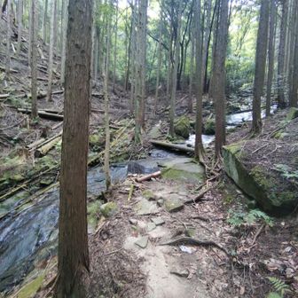 焙烙山への道中は、沢の近くを通ります。サワガニ生息地ですが、今日は見なかったです