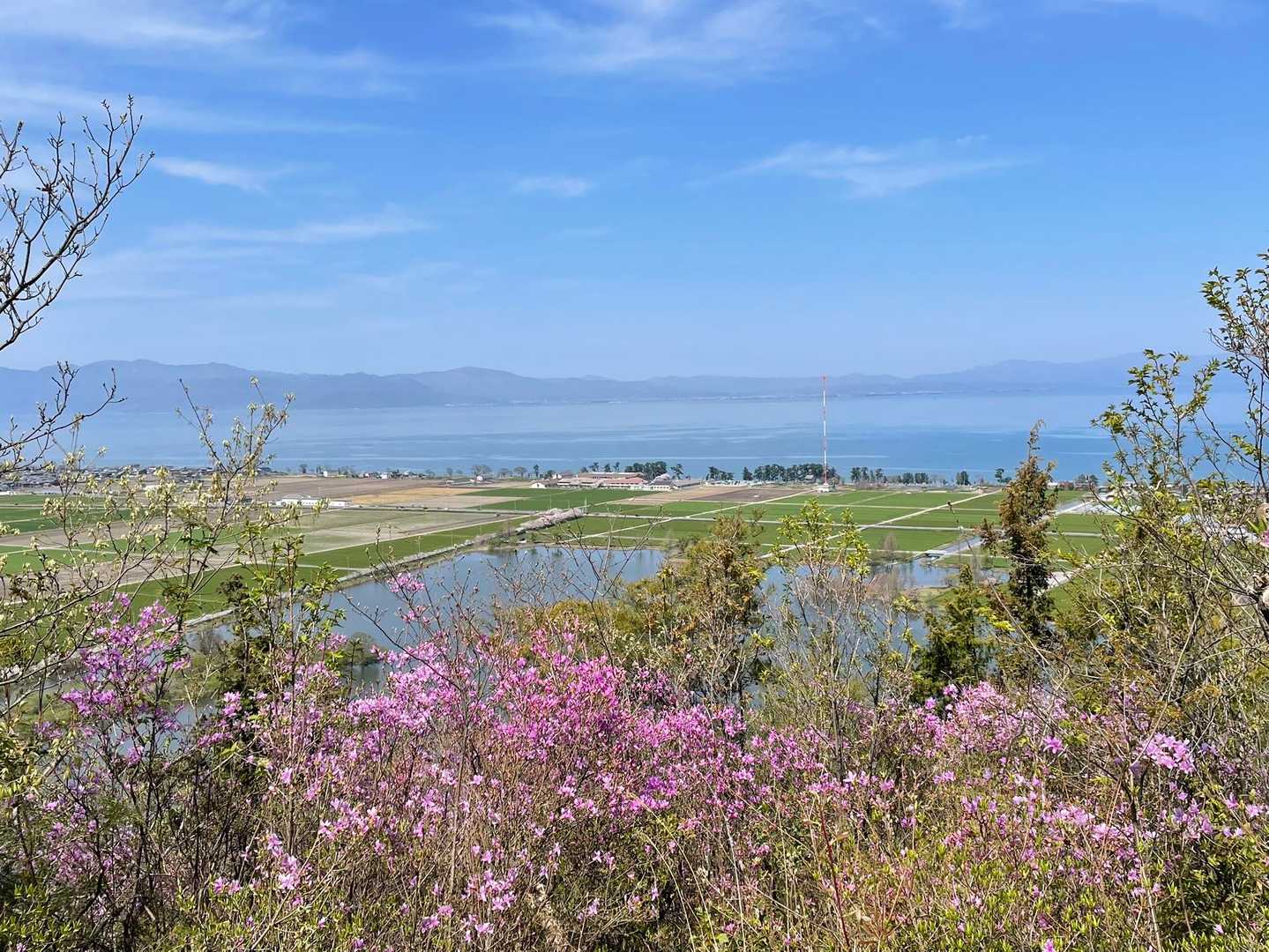 可愛らしい山ツツジと琵琶湖と比良山系