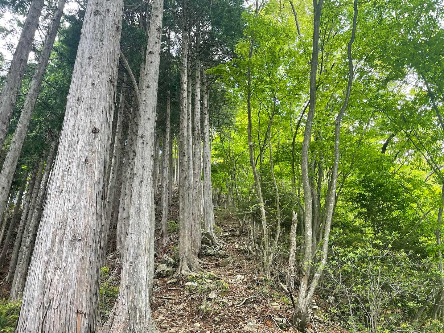 半分植林、半分自然林。急坂です。